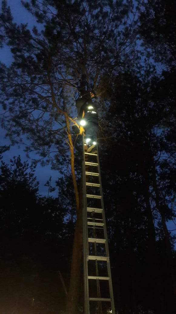 В Альметьевске застрявшему на дереве 12-летнего мальчику помогли спасатели 
